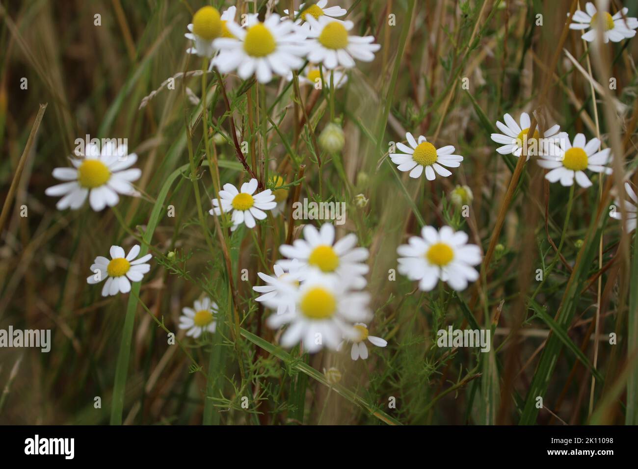 La camomille est une plante médicinale. Gros plan sur les fleurs de champ. Fleurs blanches dans la prairie. Terres agricoles. Verdure en arrière-plan. Pétales blancs. Banque D'Images