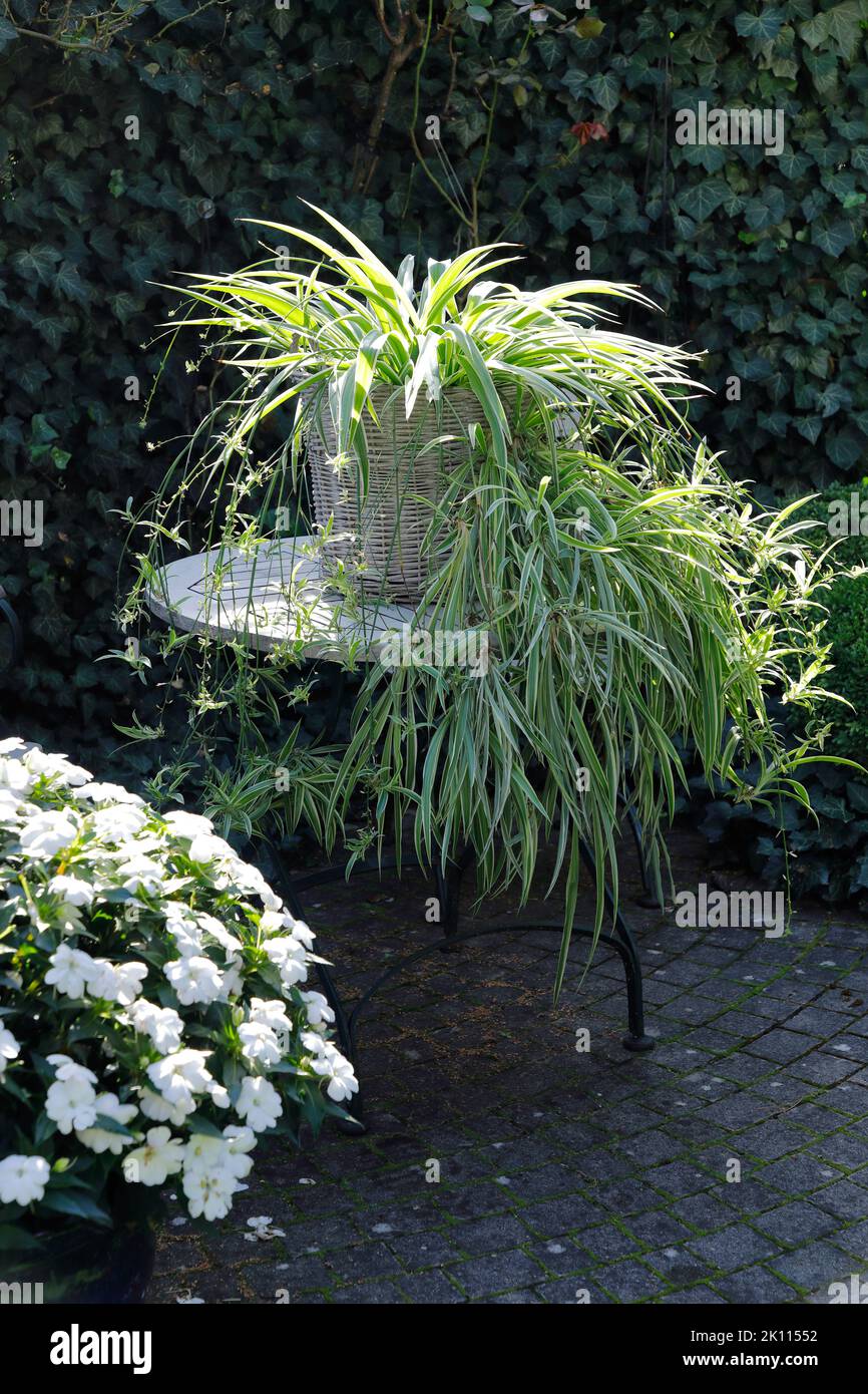 Une magnifique plante araignée sur une table de jardin Banque D'Images