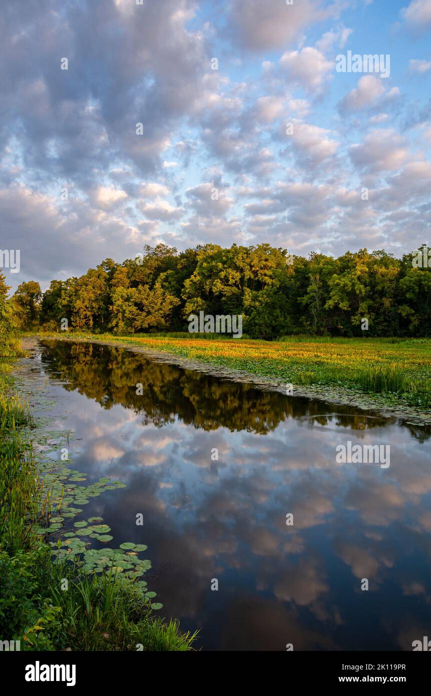 Une zone de fond de la rivière DesPlaines reflète les humeurs et la forêt juste après le lever du soleil dans la zone de pêche et de faune de la rivière DesPlaines à will cou Banque D'Images