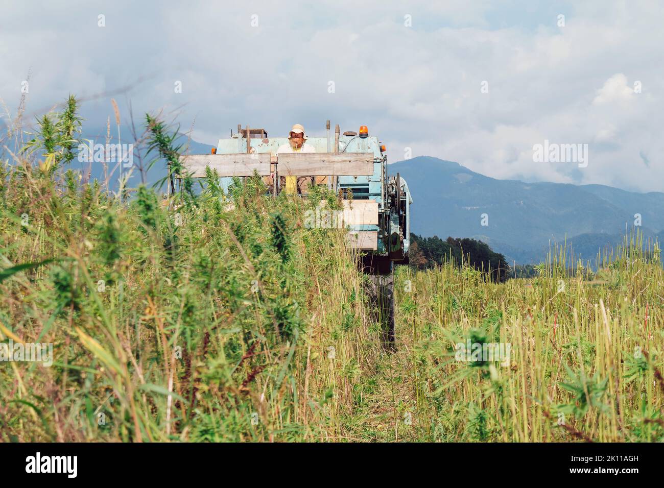 Moissonneuse-batteuse qui récolte la richesse de la plantation de chanvre industriel Banque D'Images Moissonneuse-batteuse qui récolte la richesse de la plantation de chanvre industriel Banque D'Images