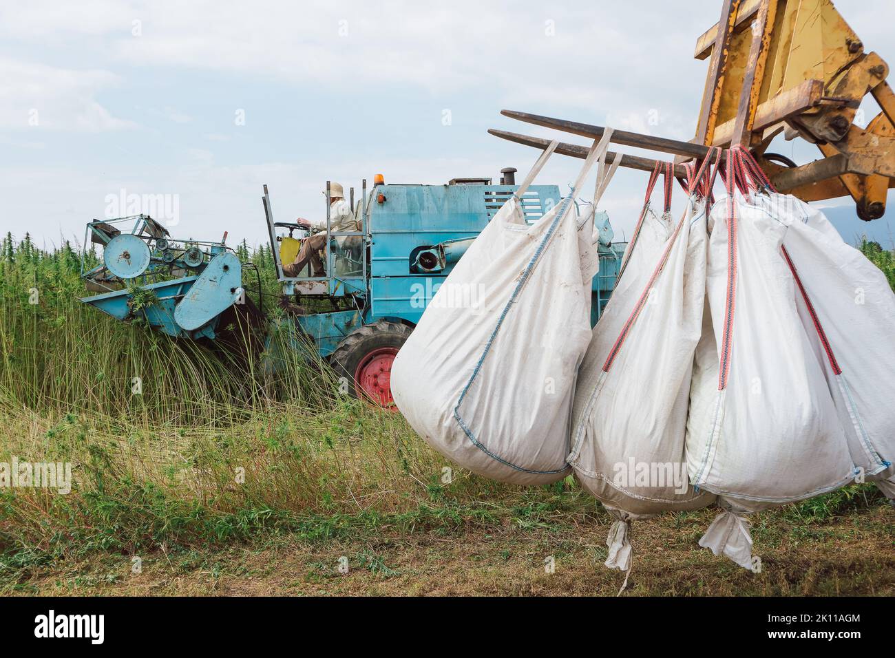 Moissonneuse-batteuse qui récolte la richesse de la plantation de chanvre industriel Banque D'Images Moissonneuse-batteuse qui récolte la richesse de la plantation de chanvre industriel Banque D'Images