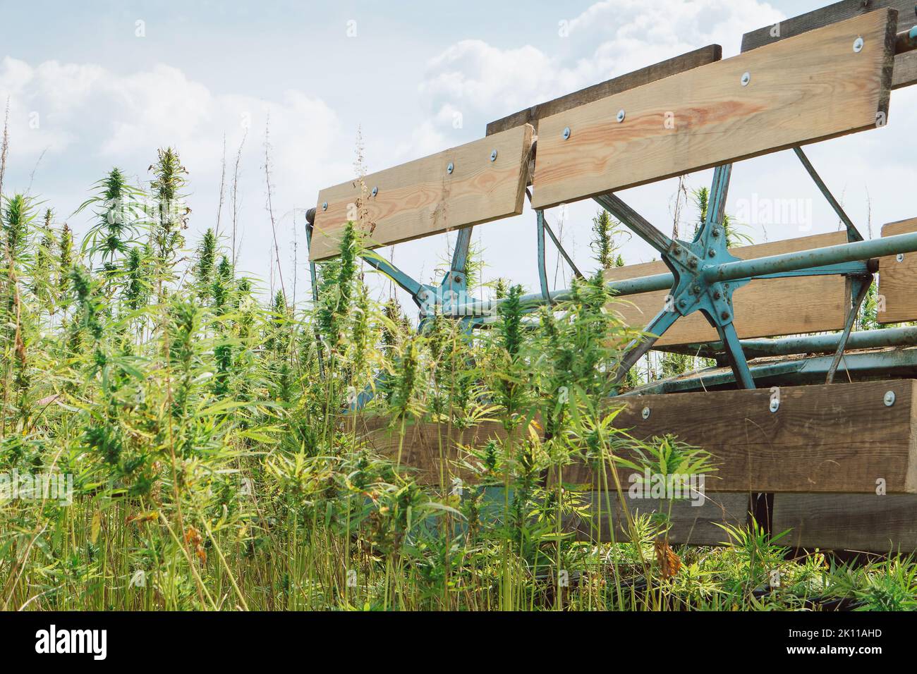 Moissonneuse-batteuse qui récolte la richesse de la plantation de chanvre industriel Banque D'Images Moissonneuse-batteuse qui récolte la richesse de la plantation de chanvre industriel Banque D'Images