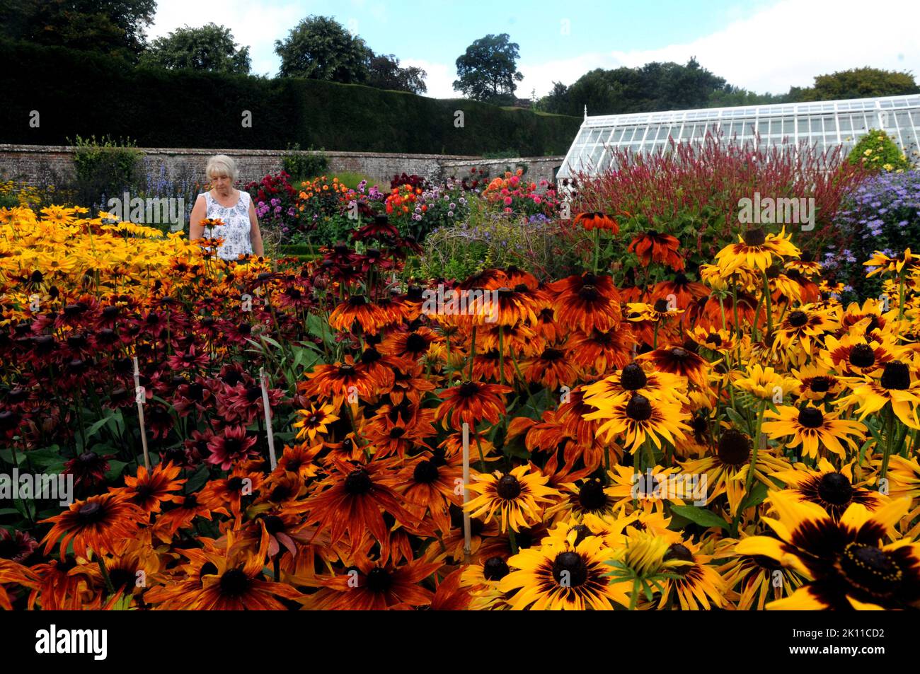 L'été se déroule avec un coup dans les jardins de West Dean près de , Chichester, West Sussex. Les couleurs spectaculaires de la moquette de Rubekia et les fleurs bourgeonnantes de Dahlias et Asters font une merveilleuse vue pour les visiteurs de septembre dans les jardins. Pic Mike Walker, MKE Walker Pictures, 2014 Banque D'Images