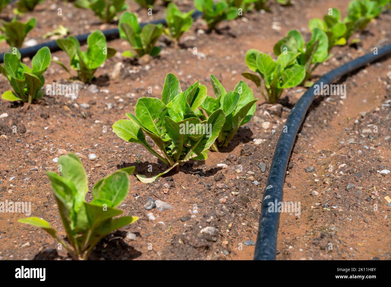 Champs de ferme avec des sols fertiles et des rangées de salade de laitue verte en Andalousie, Espagne en avril Banque D'Images