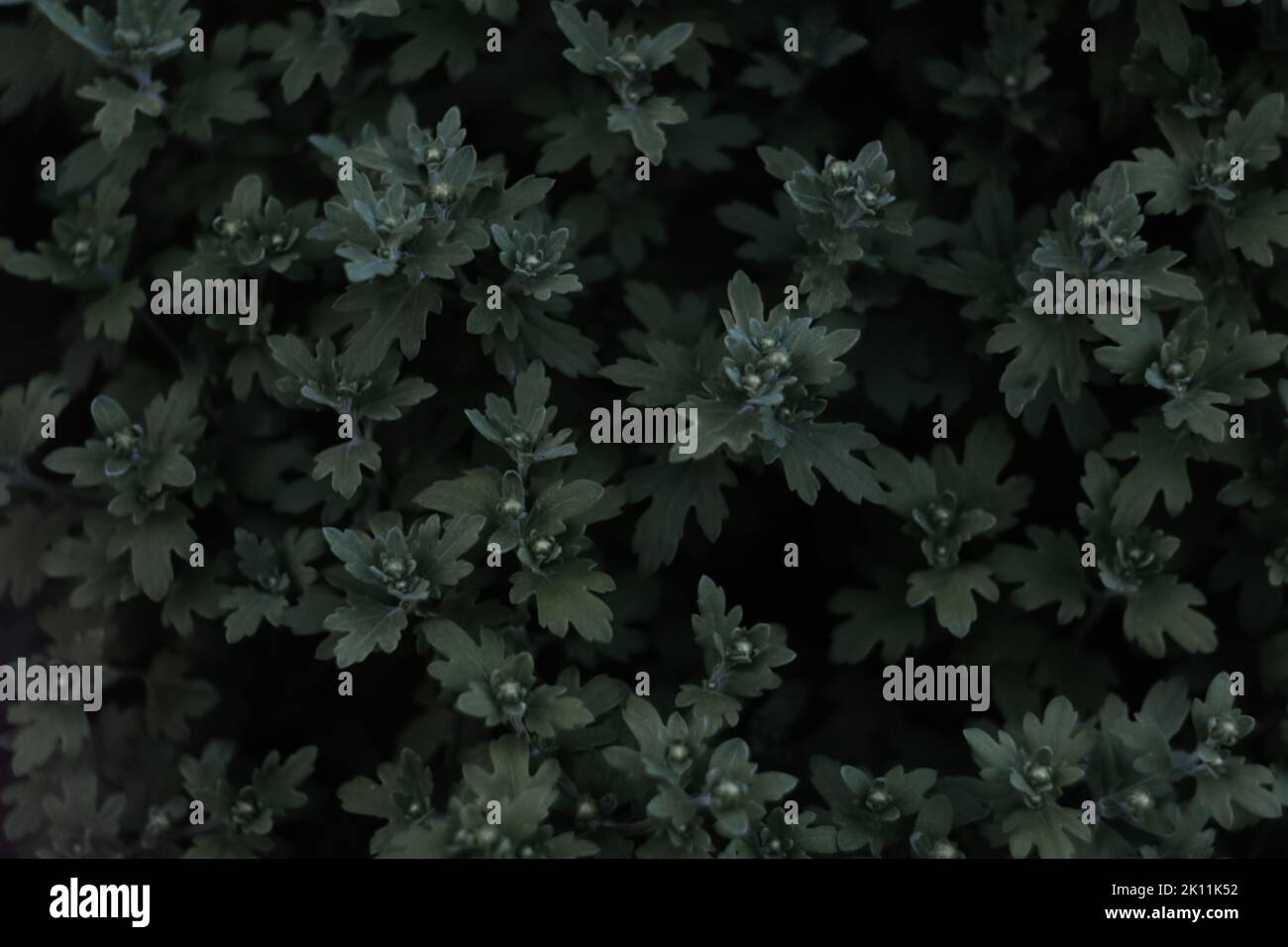 Flou artistique sur les feuilles de hrysanthemum. Jeunes pousses avec des feuilles sans fleurs Chrysanthemum. Cadre vert foncé. Motif fleuri. Hors foyer Banque D'Images