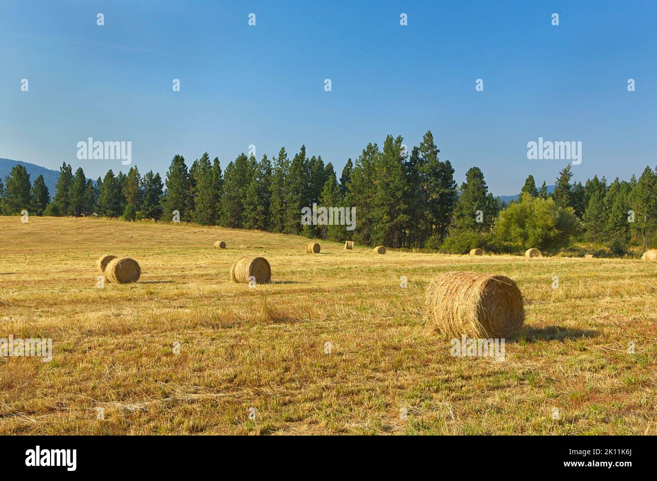 Un champ de ferme avec de grandes balles rondes de foin juste au sud de coeur d'Alene, Idaho. Banque D'Images