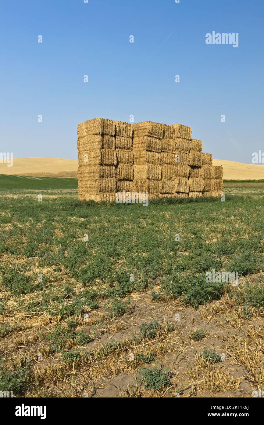 De grosses balles de foin ont été placées dans une grande pile de foin dans le nord-est de l'État de Washington, dans la région de Palouse. Banque D'Images