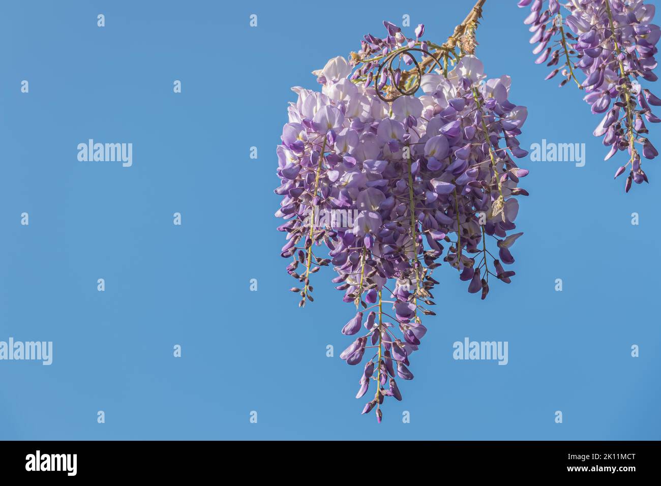 fleur de wisteria chinoise sur fond bleu ciel clair Banque D'Images