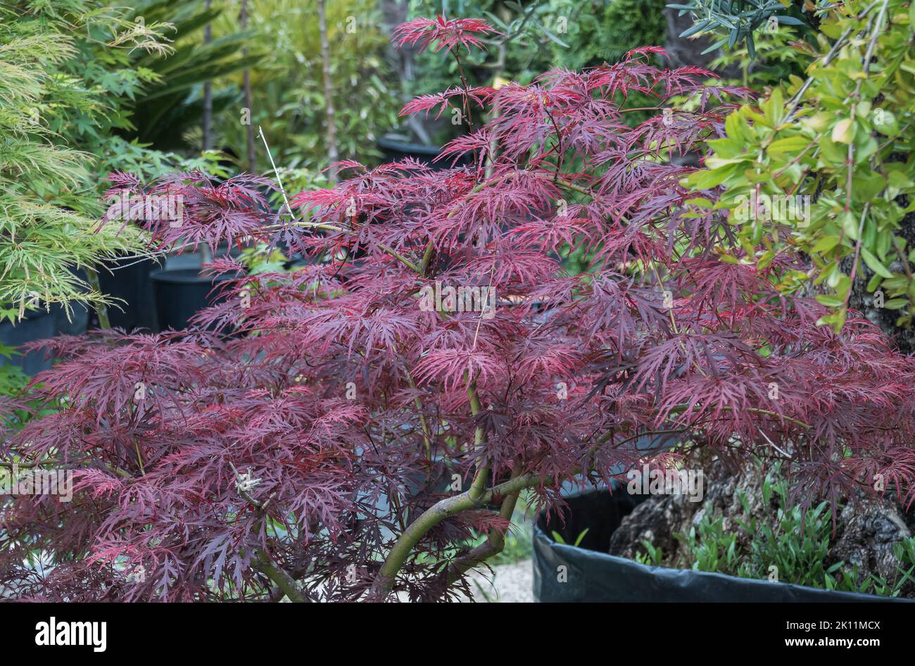 érable japonais rouge acer palmatum dragon rouge en pot à l'extérieur Banque D'Images