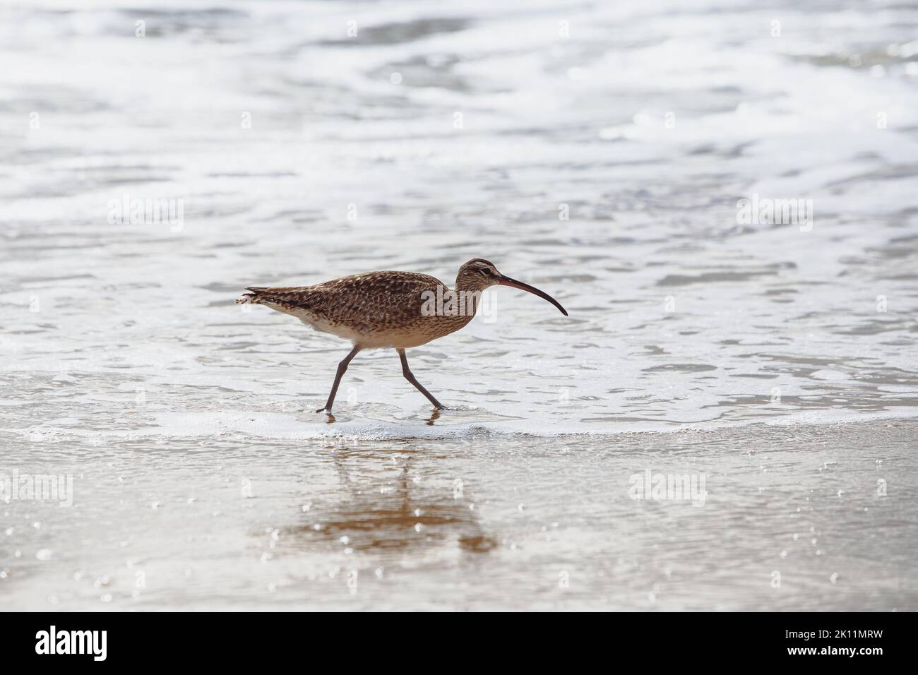 Marbré de godwit de rivage marchant dans l'eau peu profonde sur la plage ensoleillée Banque D'Images