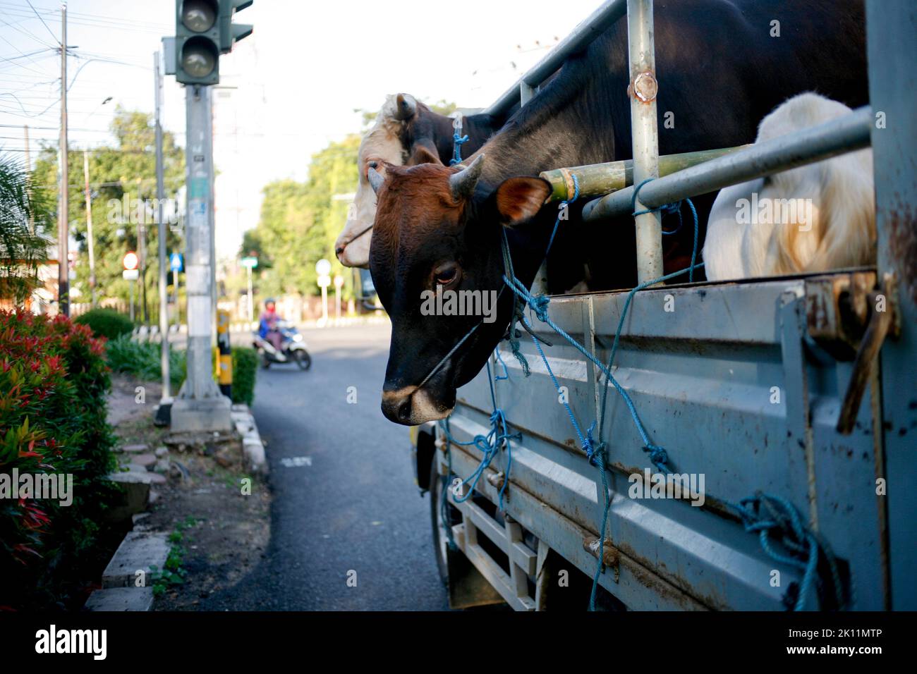 Chariot de transport de bétail chargé vache aux feux de circulation Banque D'Images