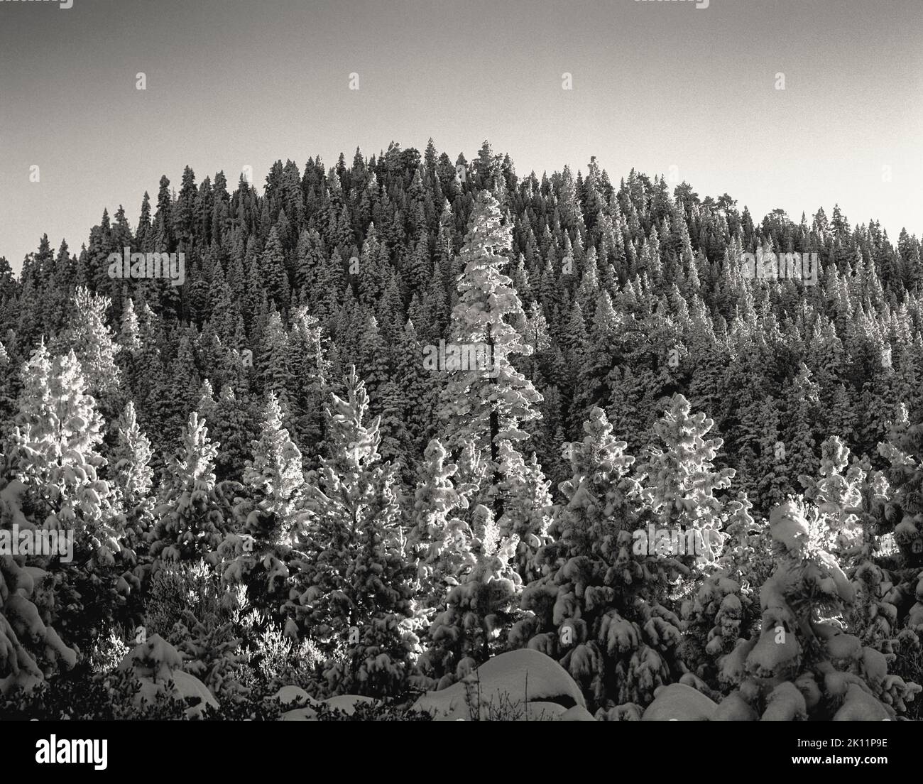 Neige et lever du soleil sur les pins ponderosa. Forêt nationale de Fremont, Oregon. Banque D'Images