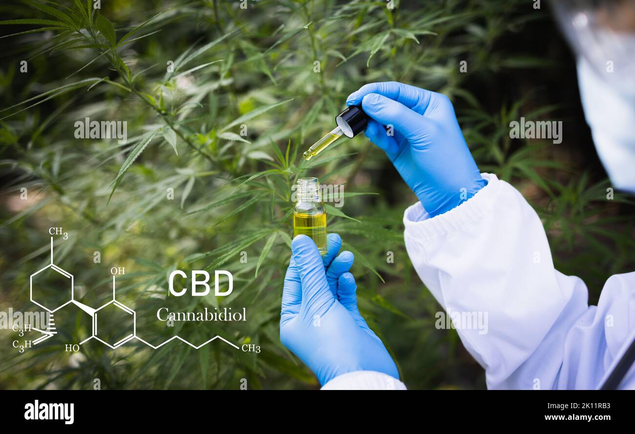 Mains de médecin tenant un compte-gouttes avec un produit d'huile sur le fond des feuilles et des fleurs de marijuana, CBD Hemp huile. Banque D'Images