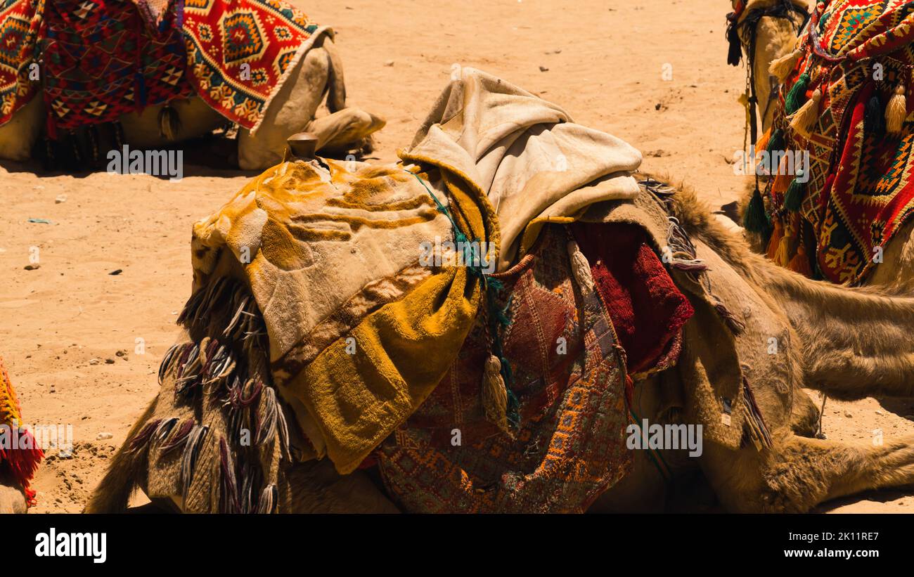 Chameaux reposant sur le sol dans le désert de rhum wadi, en Jordanie. Photo de haute qualité Banque D'Images