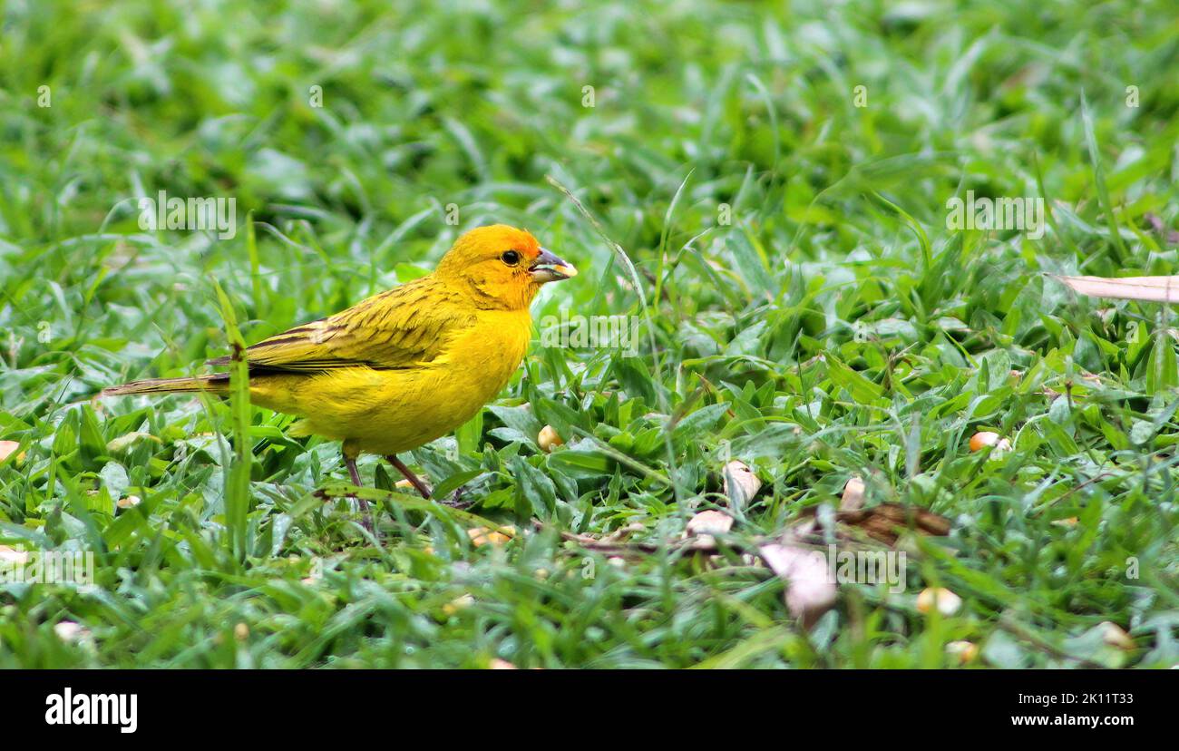 terre canari Banque D'Images