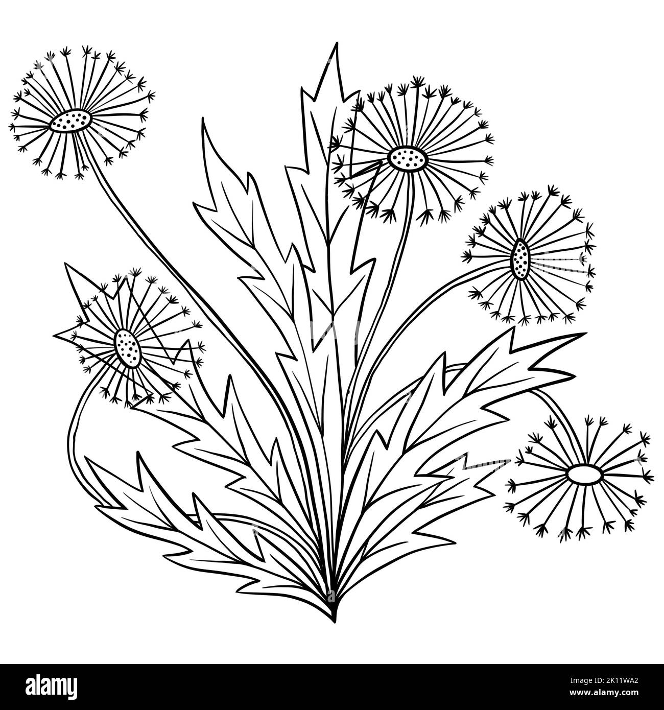 Illustration dessinée à la main de fleurs de pissenlit avec feuilles, plante de jardin sauvage de prairie. Dessin minimaliste à la ligne noire, motif botanique d'été avec lignes noires Banque D'Images