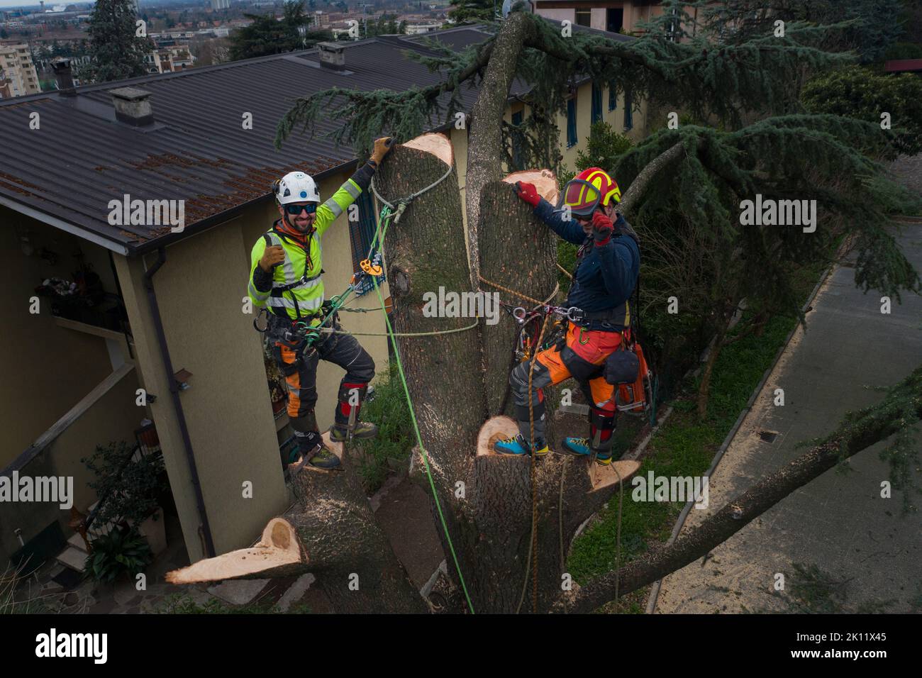 Homme dans un arbre Cedrus atlantica avec une tronçonneuse Banque D'Images