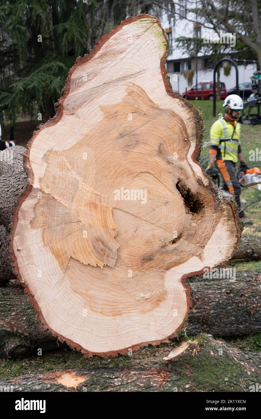 Gros plan d'une tige coupée d'arbre. Gros plan d'une tige coupée d'arbre. Banque D'Images