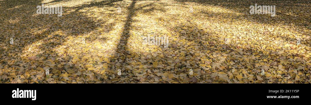 feuilles jaunes colorées sur le sol. panorama d'automne ensoleillé avec ombres d'arbres. Banque D'Images