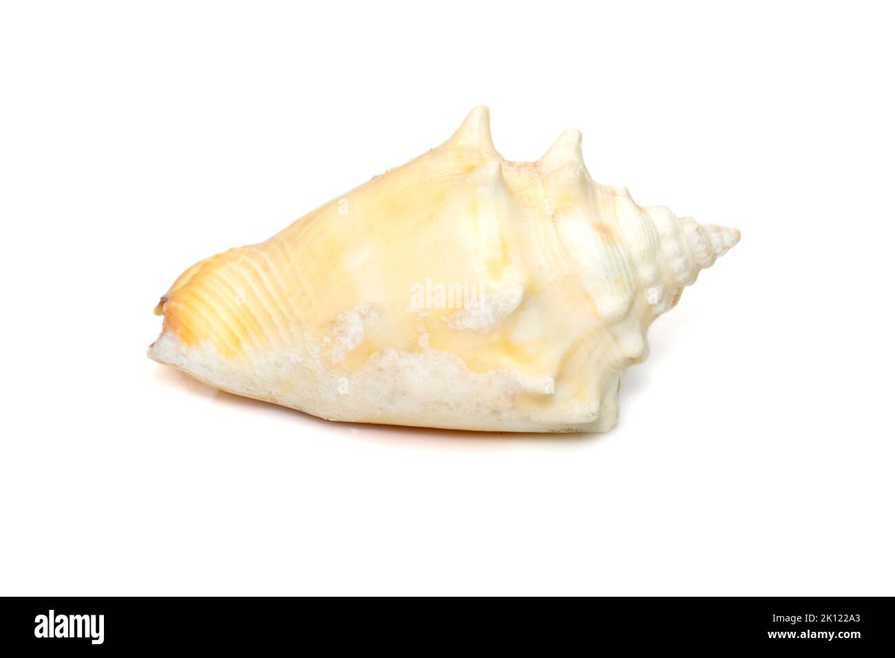Image de la coquille marine strombus alatus, le conch combattant de Floride, est une espèce d'escargot de mer de taille moyenne, d'eau chaude, un mollusque de gastropodes marin dans le Banque D'Images