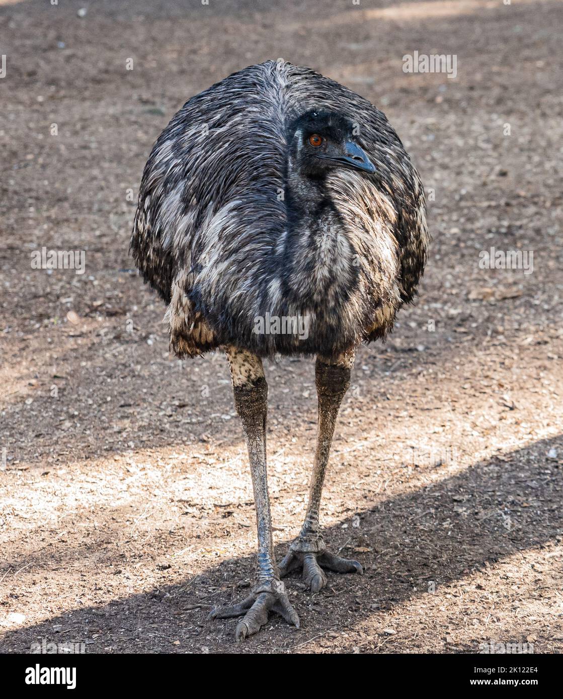 Animal Qui Ressemble A Une Autruche Emu autruche Banque de photographies et d'images à haute résolution - Alamy