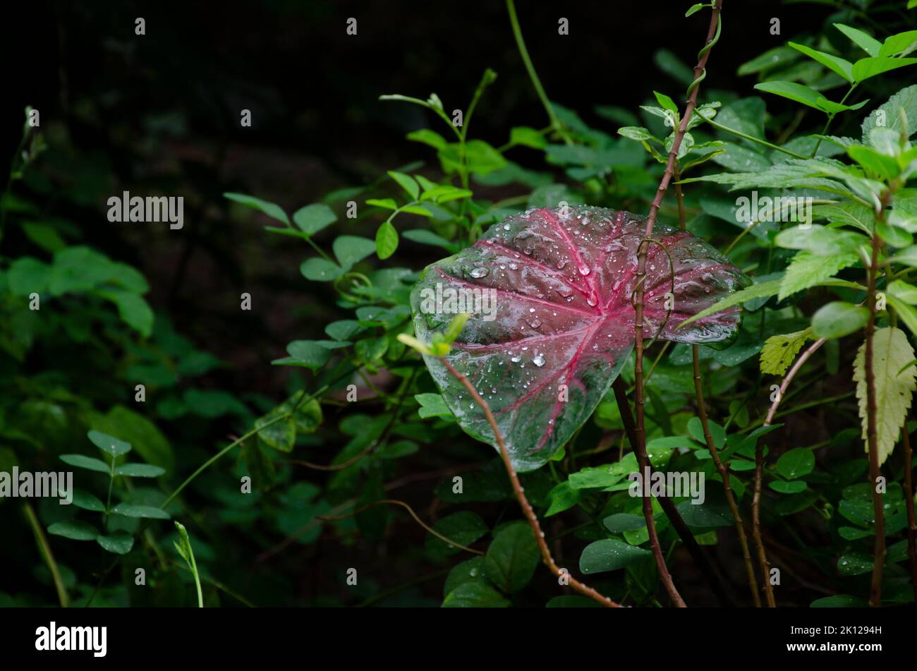 Les fleurs et les feuilles portent des gouttelettes, après la pluie. Banque D'Images