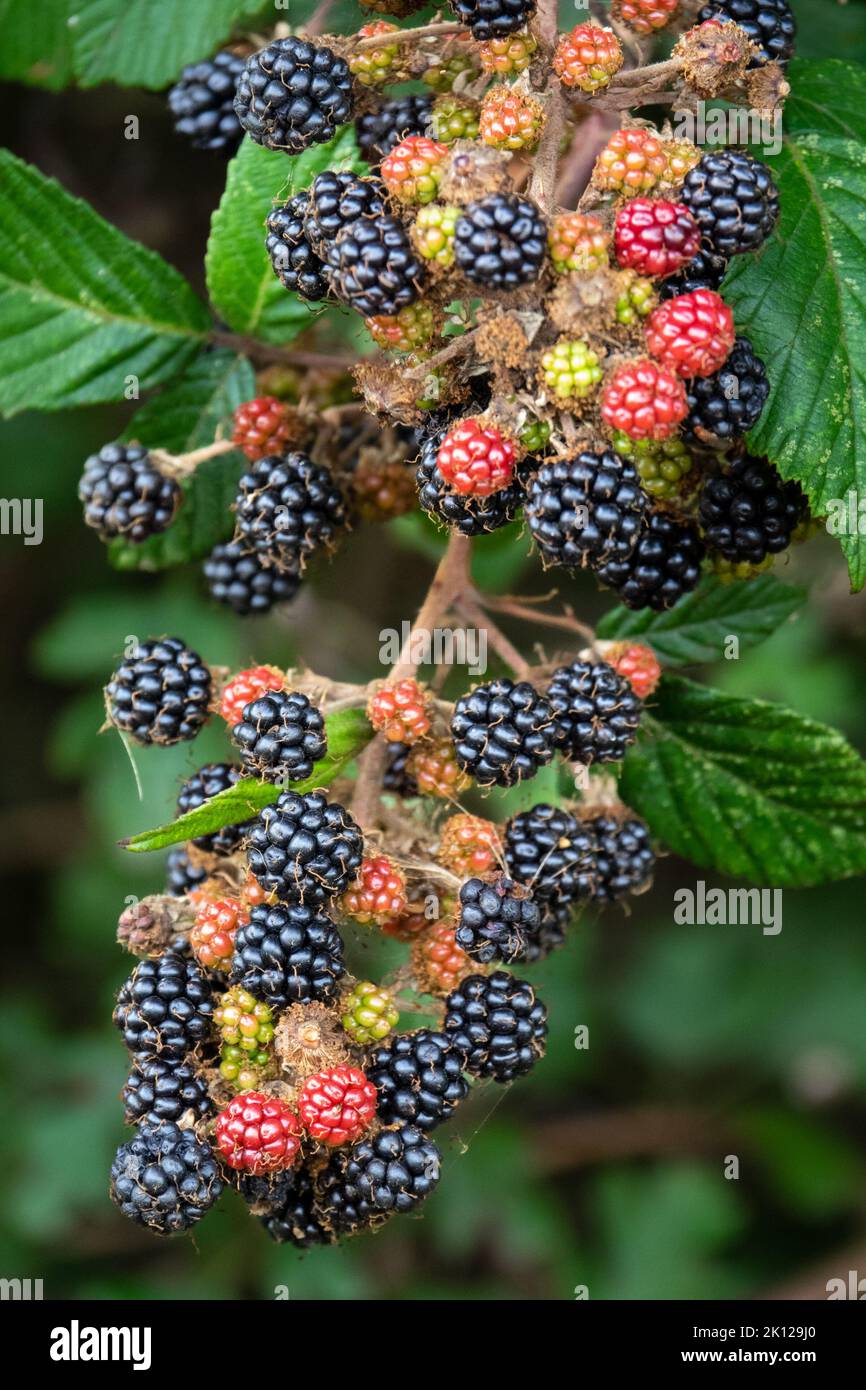 Mûres, non mûres, baies de blackberry Norfolk Hedgrow Banque D'Images