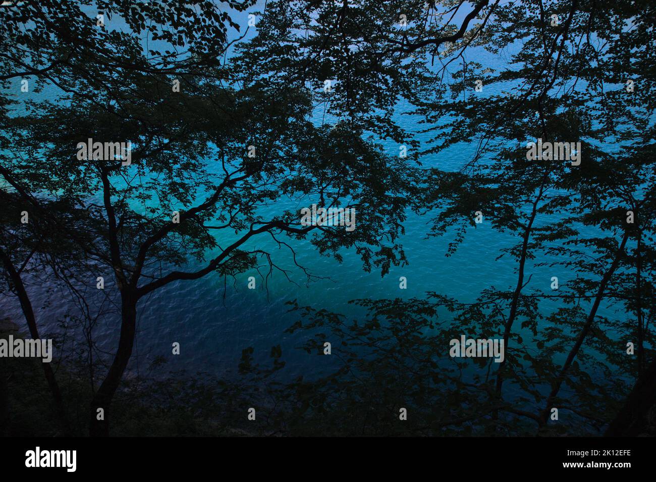 Silhouettes de branches contre le bleu vif du lac Ledro (Italie) Banque D'Images