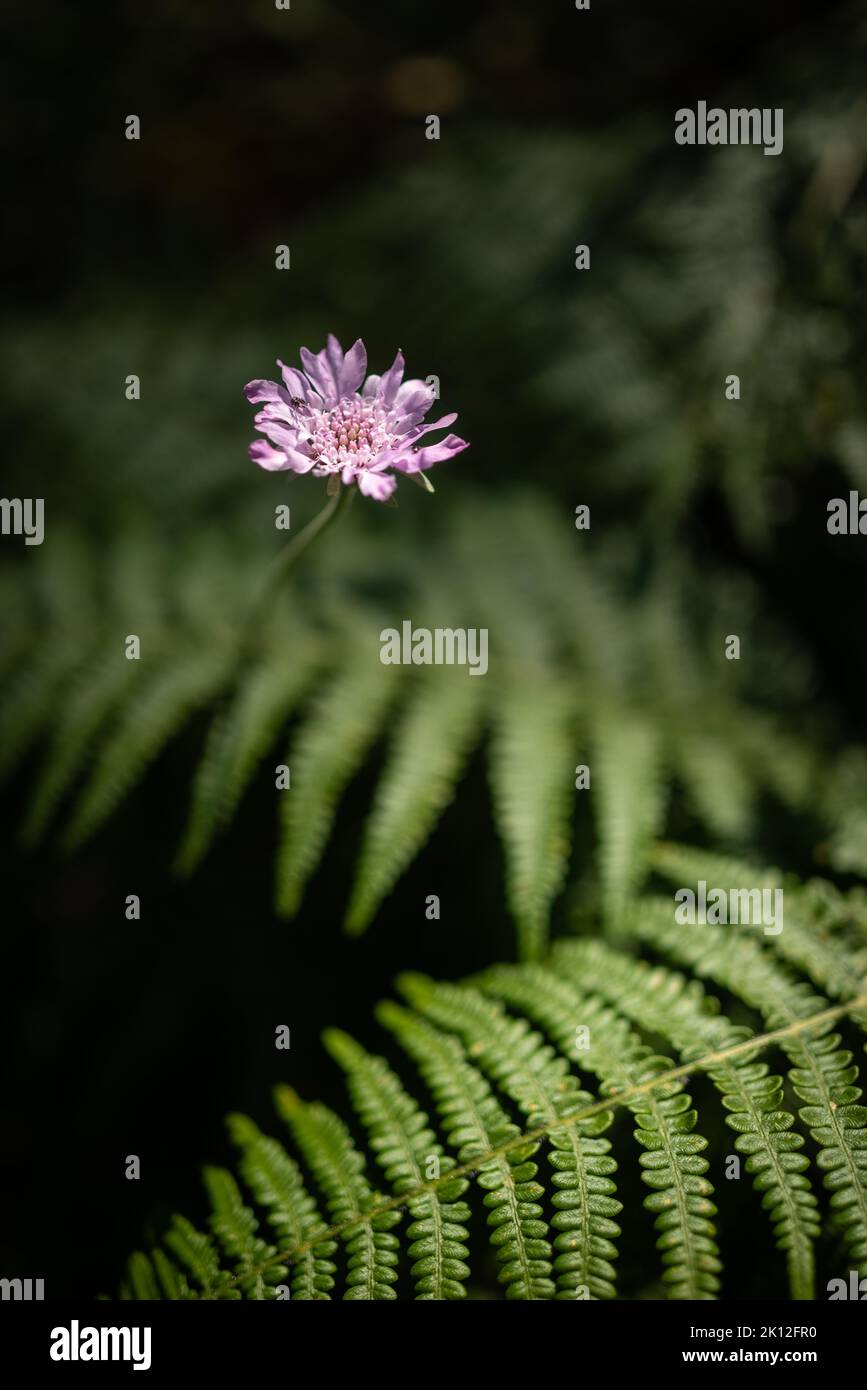 Fleur rose lavande simple de Scabiosa columbaria sur fond vert de fougères Banque D'Images