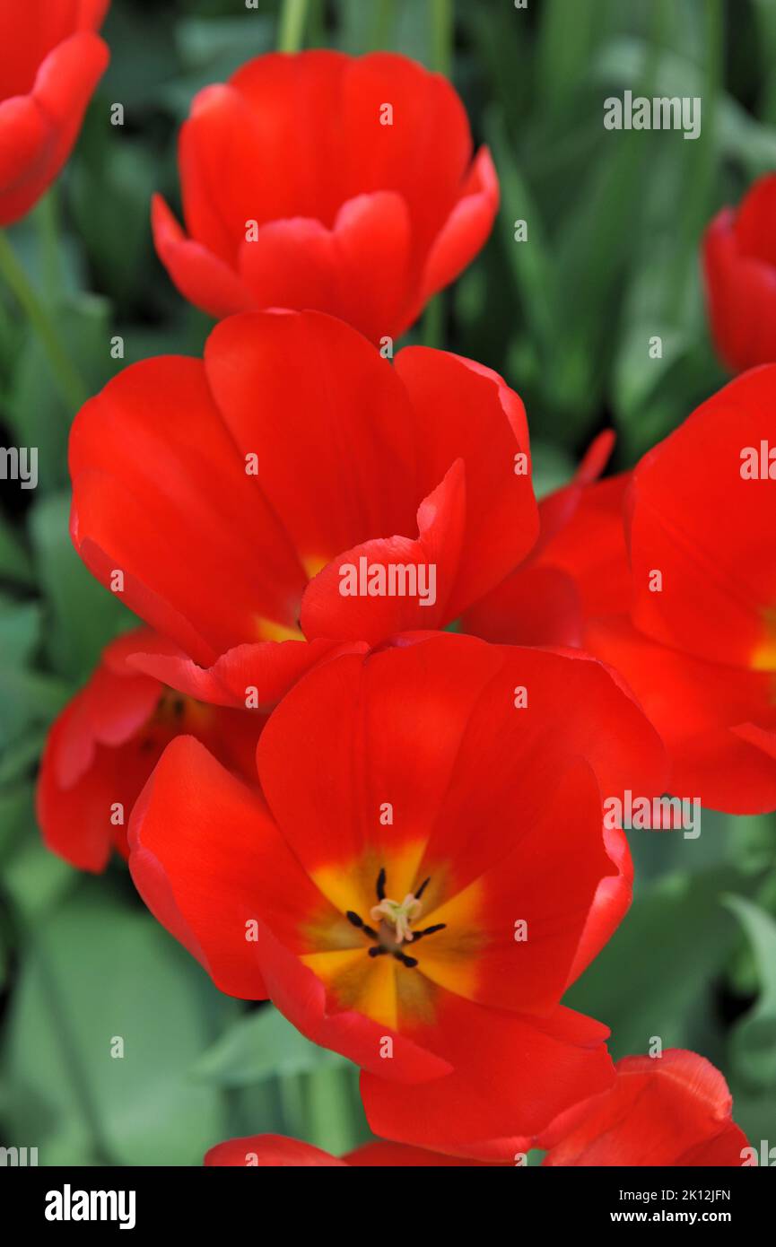 Tulipes triomphales (Tulipa) la lumière rouge fleurit dans un jardin en avril Banque D'Images