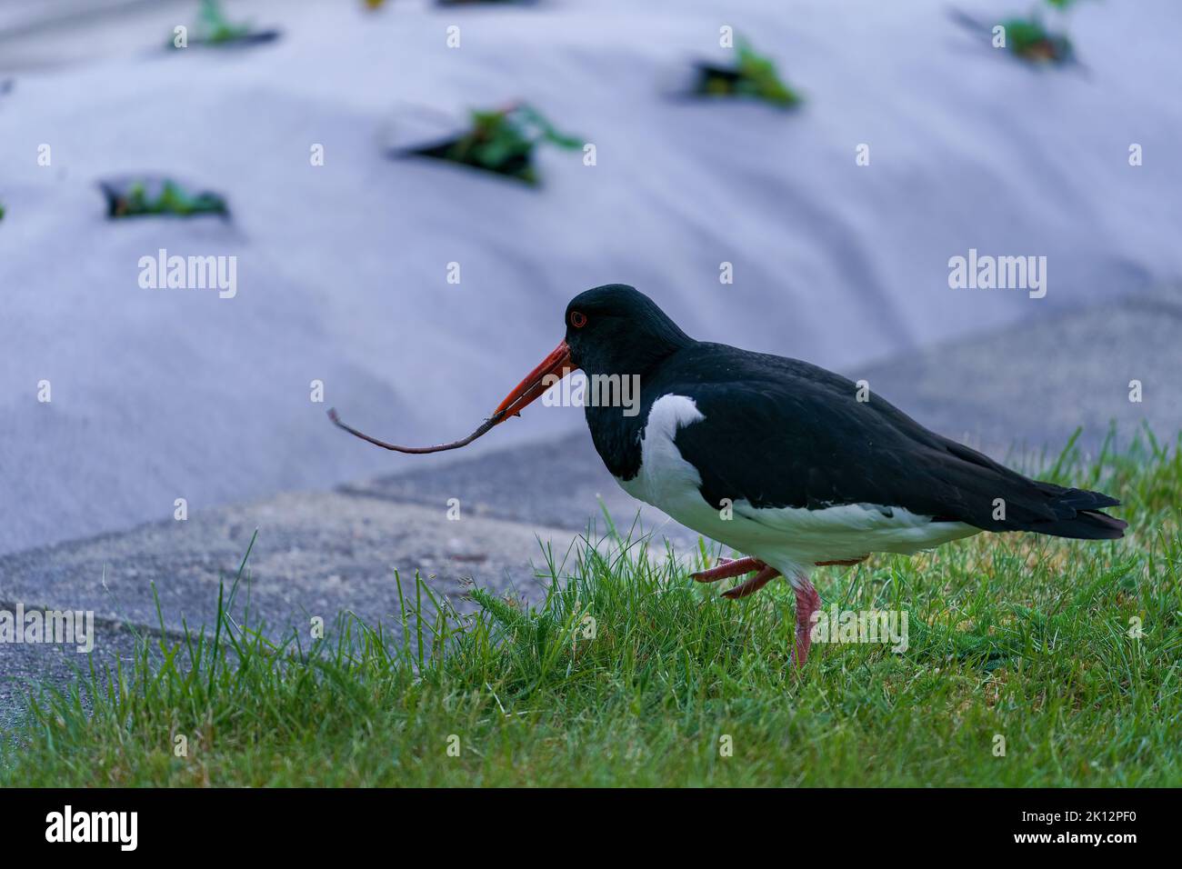 Oystercatcher eurasien, Haematopus ostralegus Banque D'Images