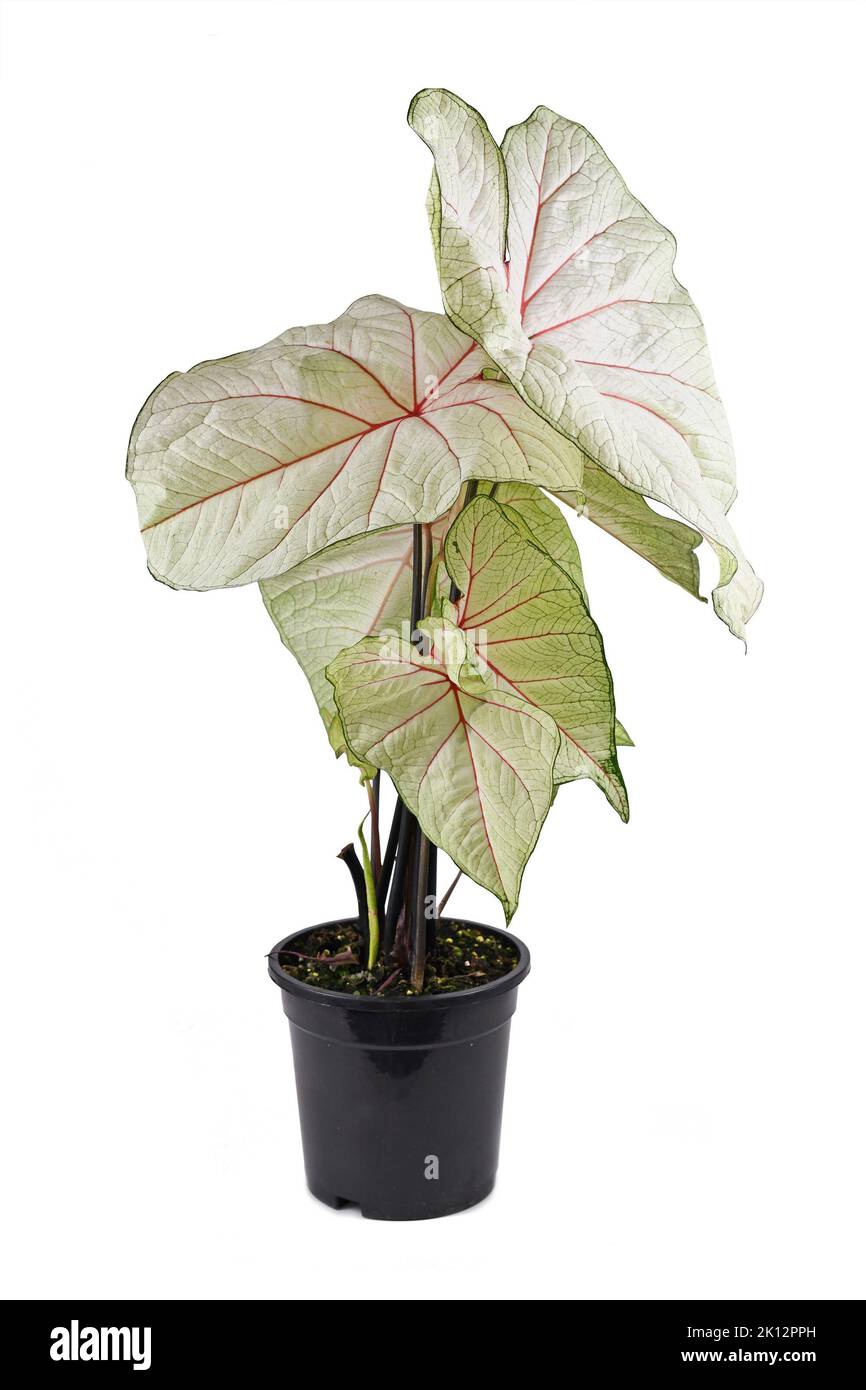 Plante maison exotique 'Caladium White Queen' en pot avec des feuilles blanches et des veines roses sur fond blanc Banque D'Images