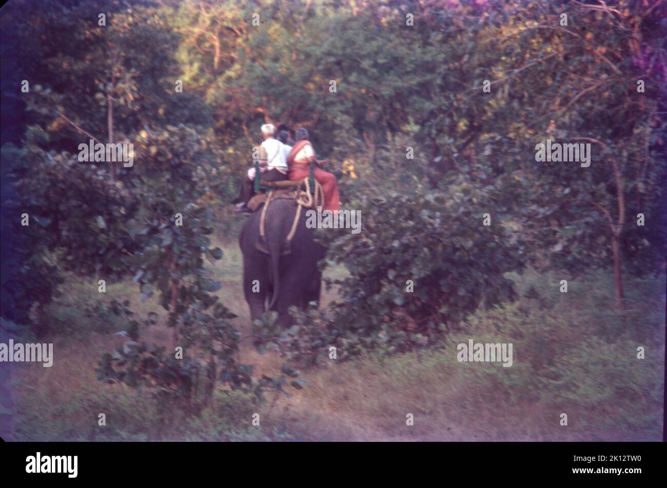 Elephant Ride, Bandhavgarh, Madhya Pradesh Banque D'Images
