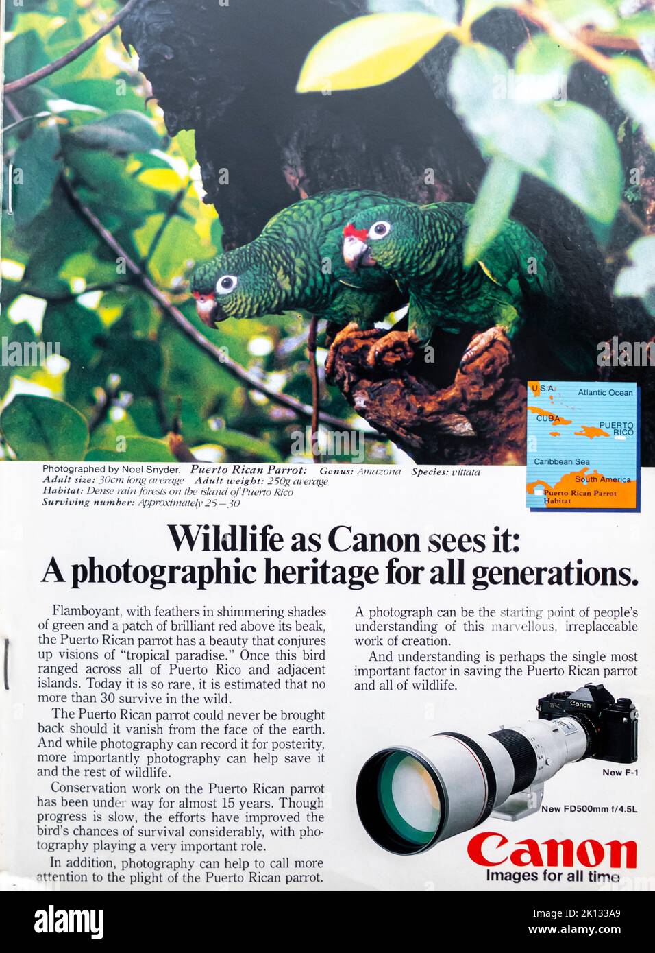Canon F-1, FD 500 mm, photo grand objectif publicité placée dans un NatGeo magazine juillet 1983 Banque D'Images