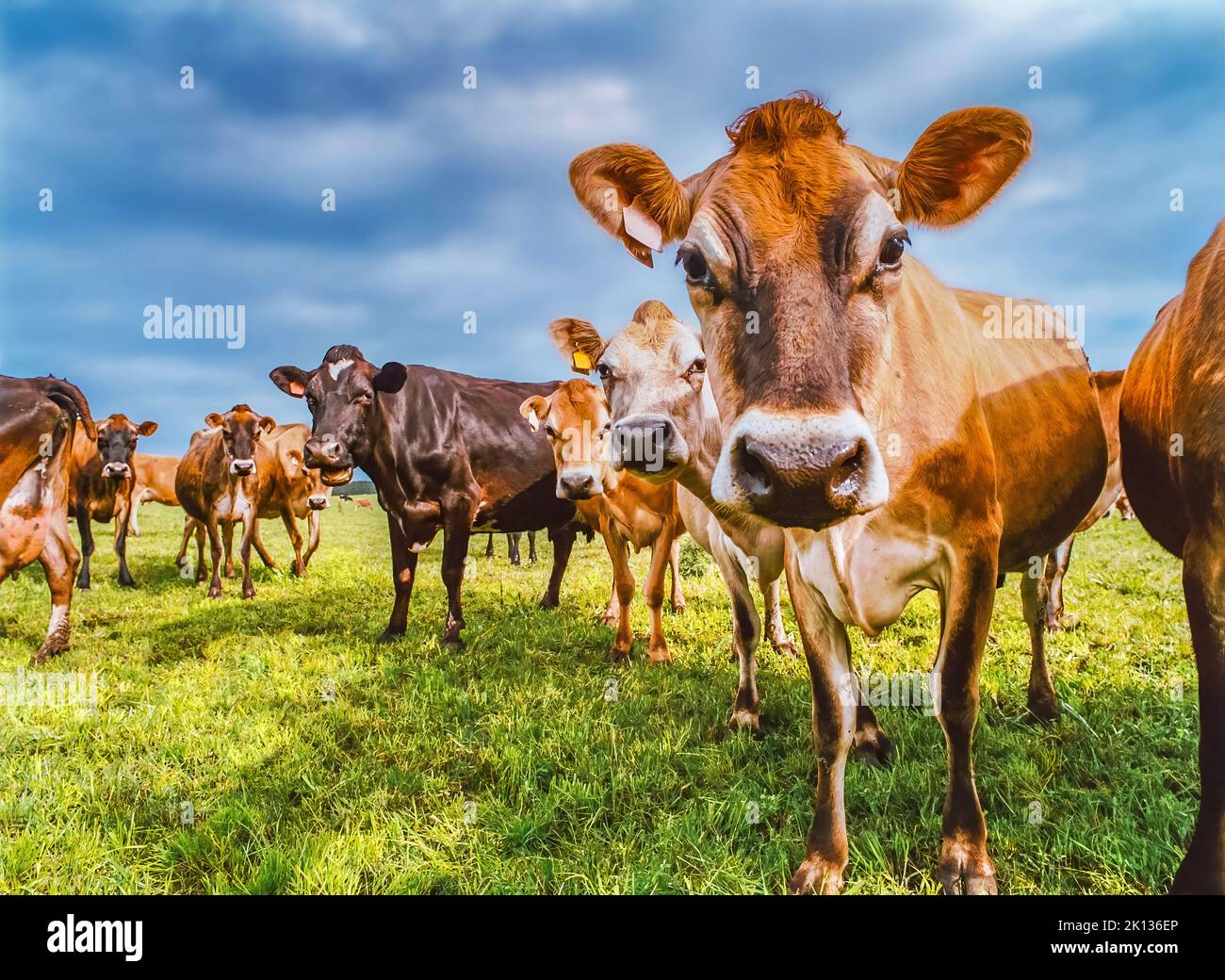 Troupeau de vaches laitières inquistives qui broutage dans les terres agricoles Banque D'Images