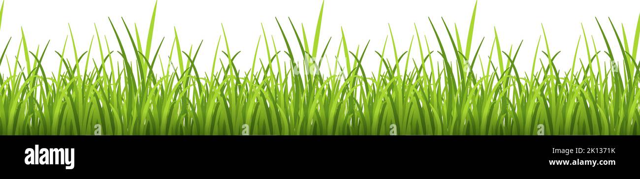 Bordure horizontale d'herbe naturelle. Décoration verte d'été Illustration de Vecteur