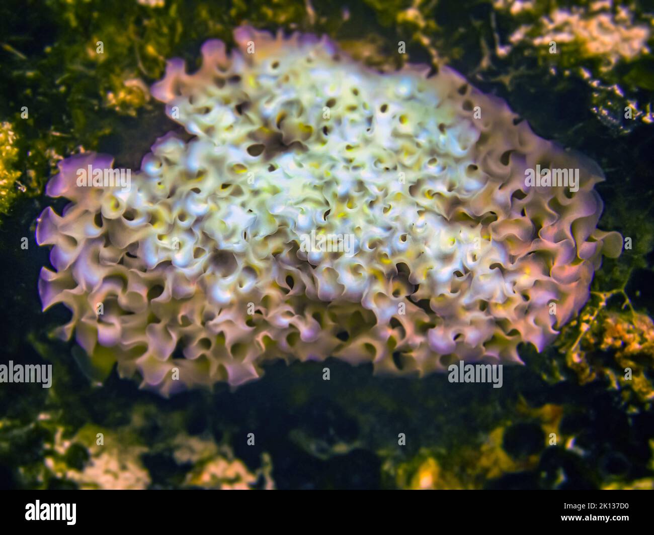 L'elysia crispata, nom commun la laitue de mer ou la laitue, est une grande et colorée espèce de la mer, un mollusque de gastropode marine. Banque D'Images
