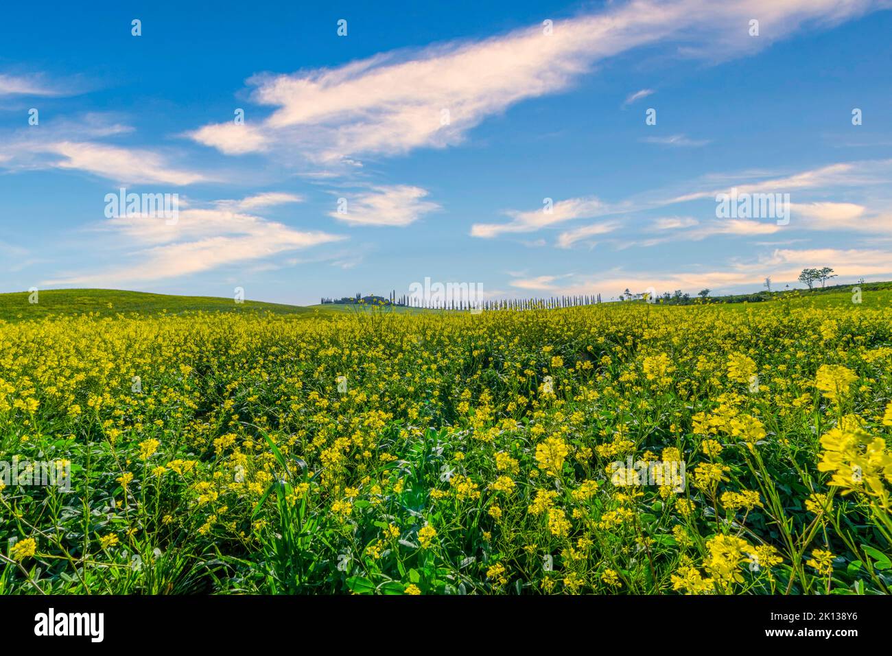 Prés et ferme au printemps, Orcia Valley, Toscane, Italie, Europe Banque D'Images