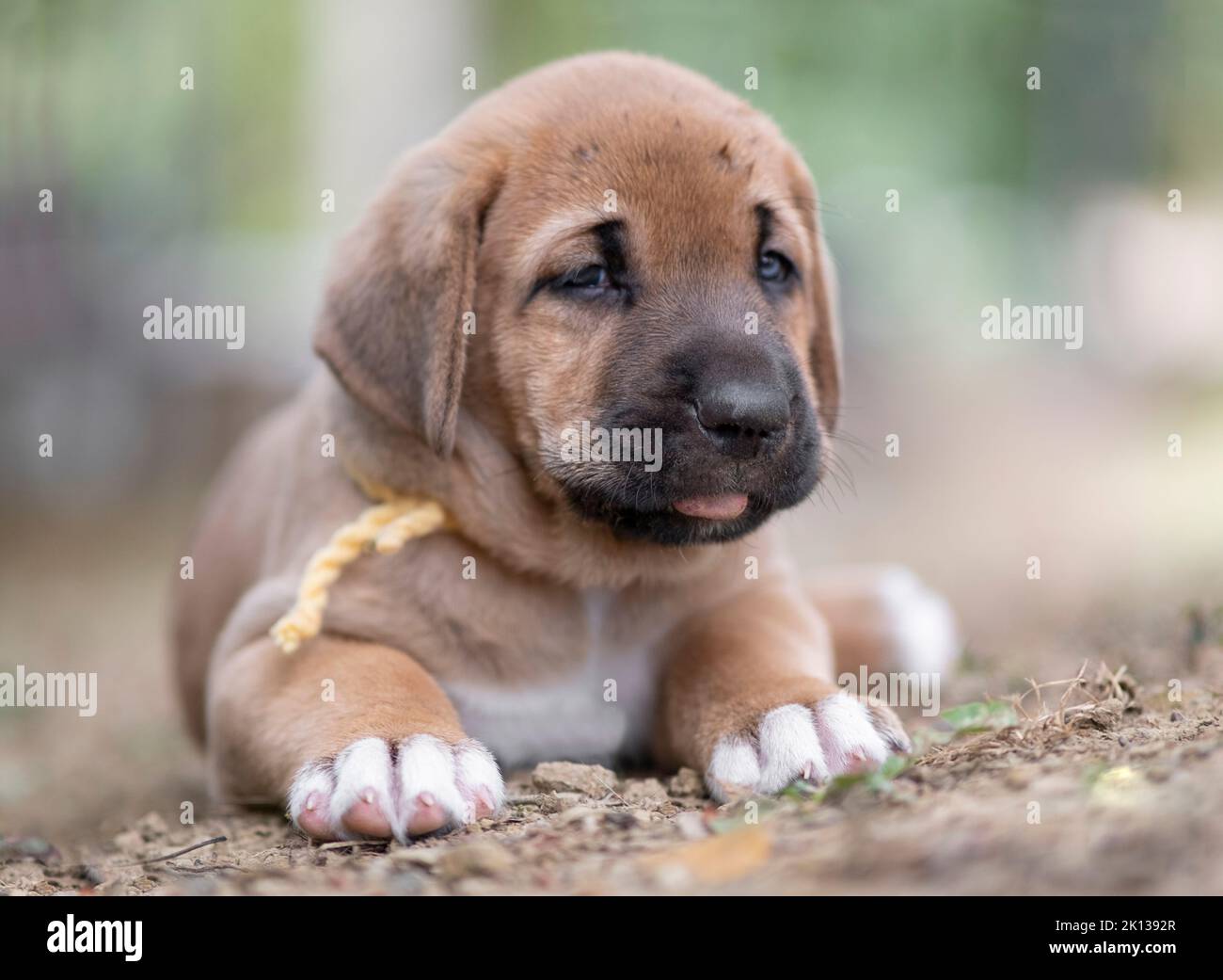 Broholmer chien race chiot avec un collier jaune couché sur le sol, Italie, Europe Banque D'Images