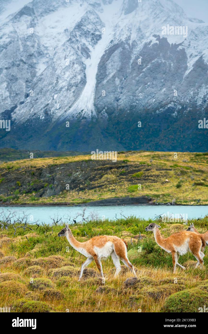 Guanacos (Lama guanicoe) avec montagnes en arrière-plan, parc national Torres del Paine, Patagonie, Chili, Amérique du Sud Banque D'Images