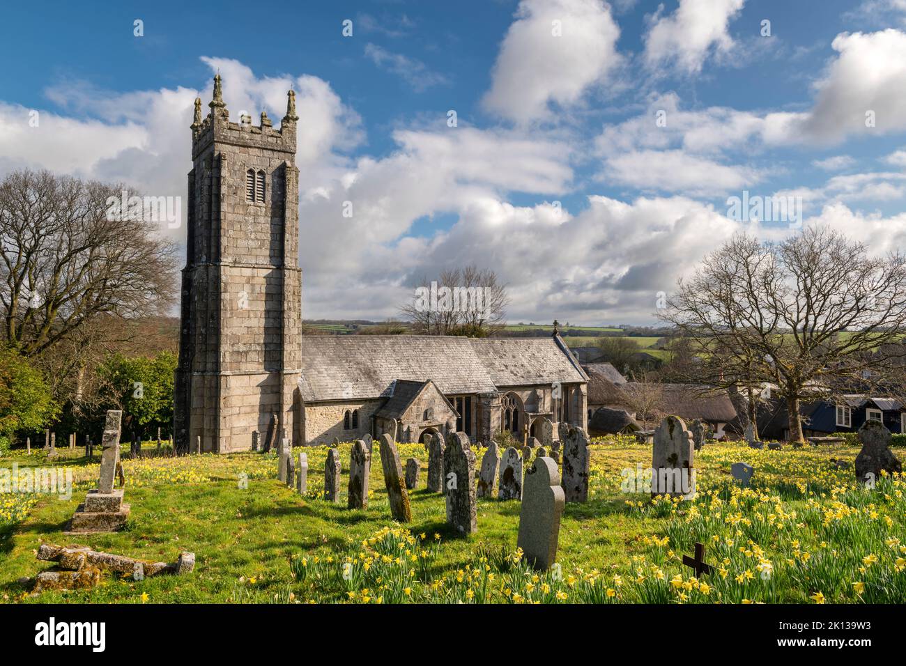 Les jonquilles printanières fleurissent dans le cimetière de l'église de Throwleigh, parc national de Dartmoor, Devon, Angleterre, Royaume-Uni, Europe Banque D'Images