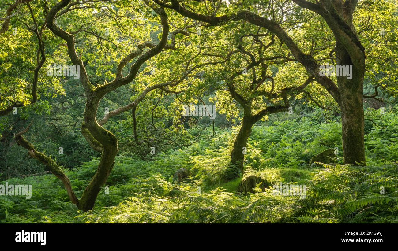 Forêt feuillue verdante en été, parc national de Dartmoor, Devon, Angleterre, Royaume-Uni, Europe Banque D'Images