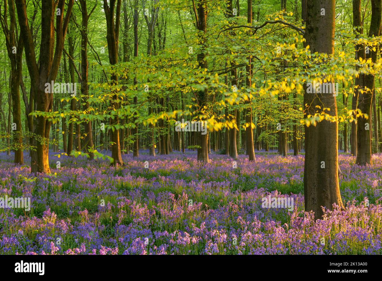 Soleil de fin de soirée dans une belle forêt bluebell, West Woods, Wiltshire, Angleterre, Royaume-Uni, Europe Banque D'Images