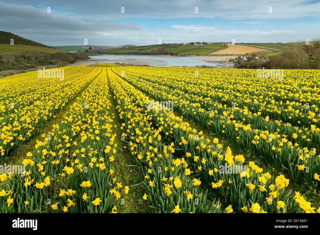 Champ de fleurs jonquilles au printemps près de Padstow en Cornouailles, Angleterre, Royaume-Uni, Europe Banque D'Images