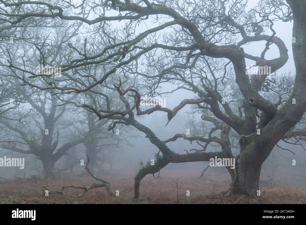 Bois de chêne créepy dans le brouillard du matin, parc national de Dartmoor, Devon, Angleterre, Royaume-Uni, Europe Banque D'Images