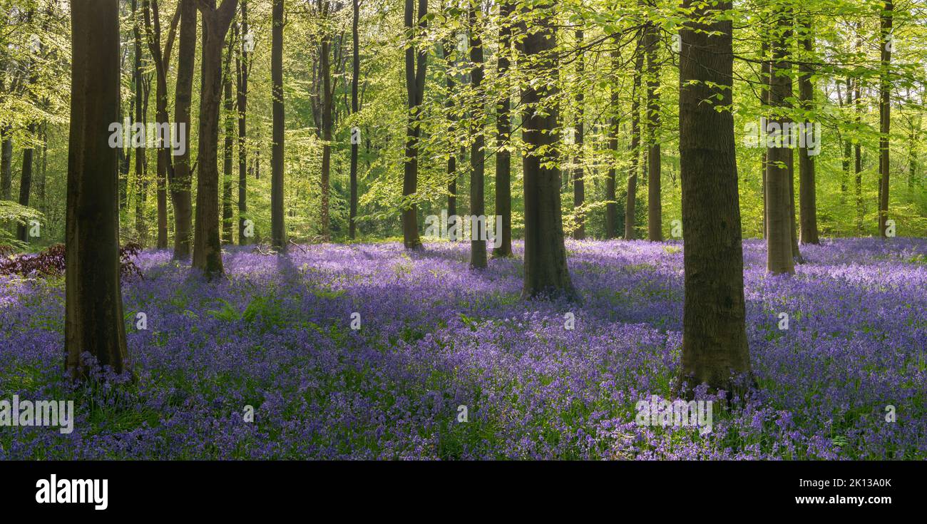 Matin lumière du soleil dans une forêt de bluebell, West Woods, Wiltshire, Angleterre, Royaume-Uni, Europe Banque D'Images