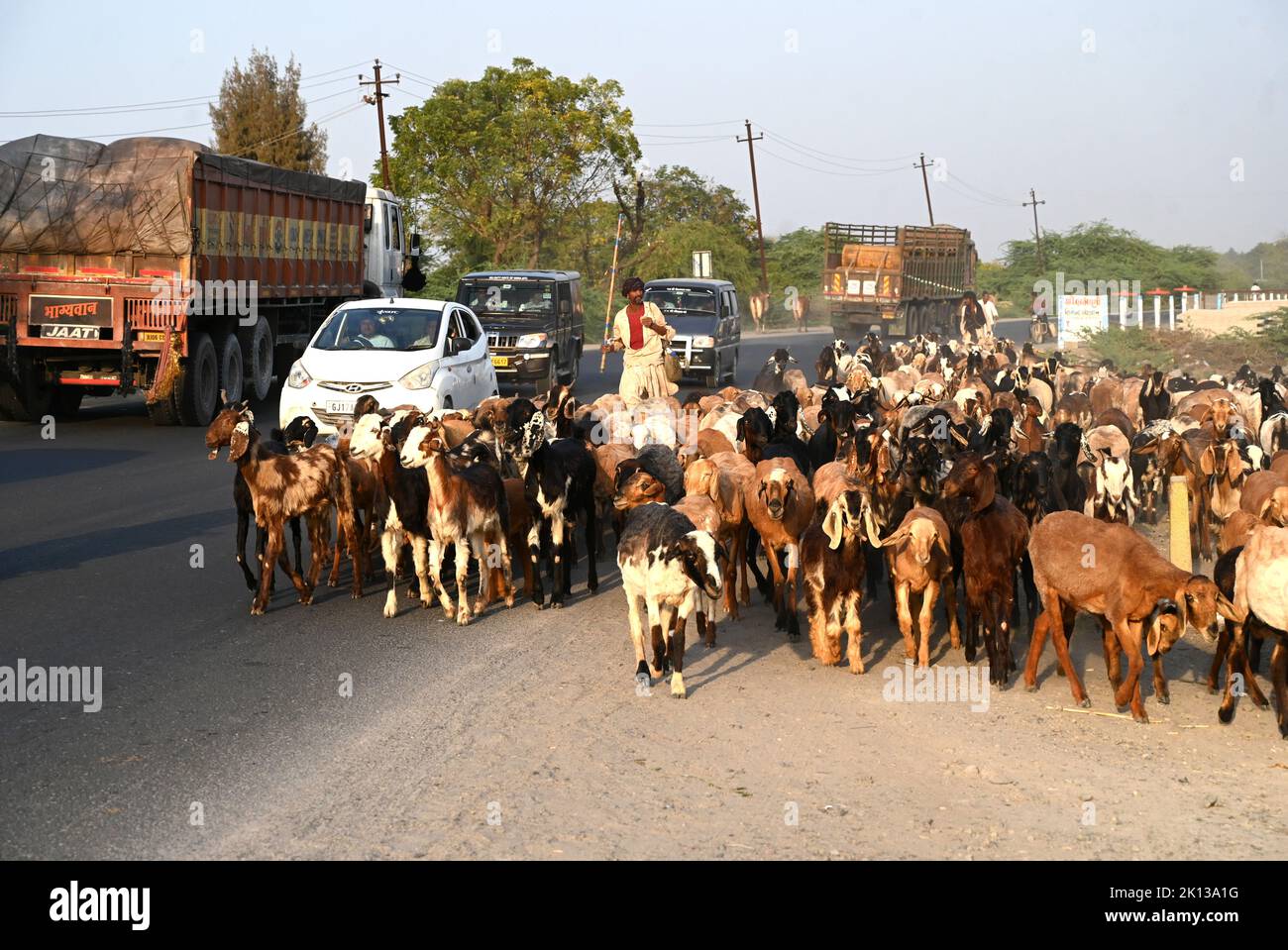 Les chèvres étant ici de retour à la maison au crépuscule le long de la route principale et de la circulation lourde dans la ville de Bhuj, Gujarat, Inde, Asie Banque D'Images