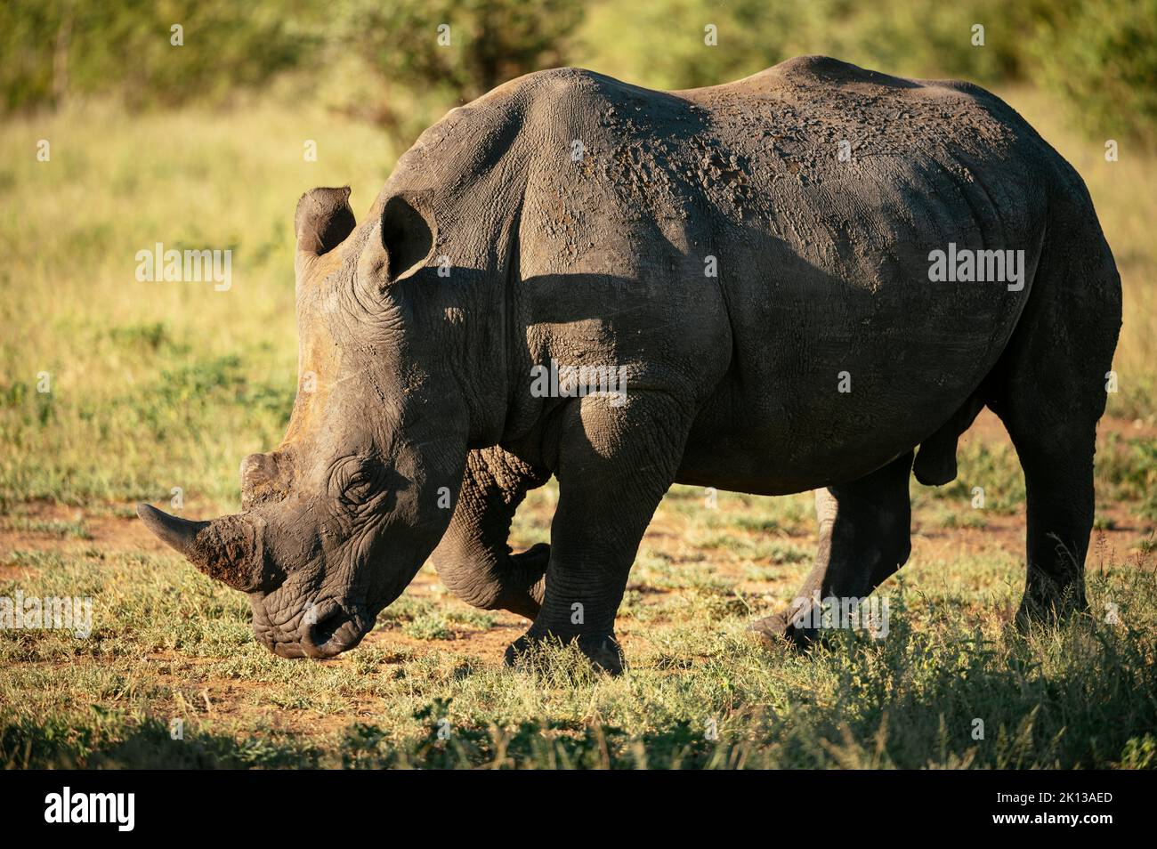 White Rhino, réserve naturelle privée de Timbavati, Parc national Kruger, Afrique du Sud, Afrique Banque D'Images