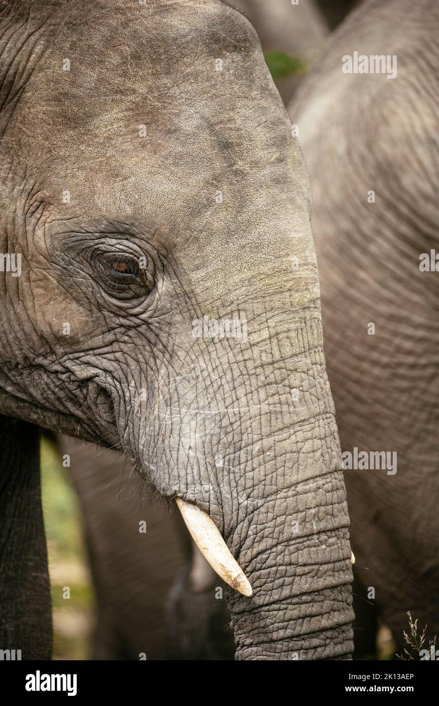 Éléphant d'Afrique, réserve naturelle privée de Timbavati, Parc national Kruger, Afrique du Sud, Afrique Banque D'Images