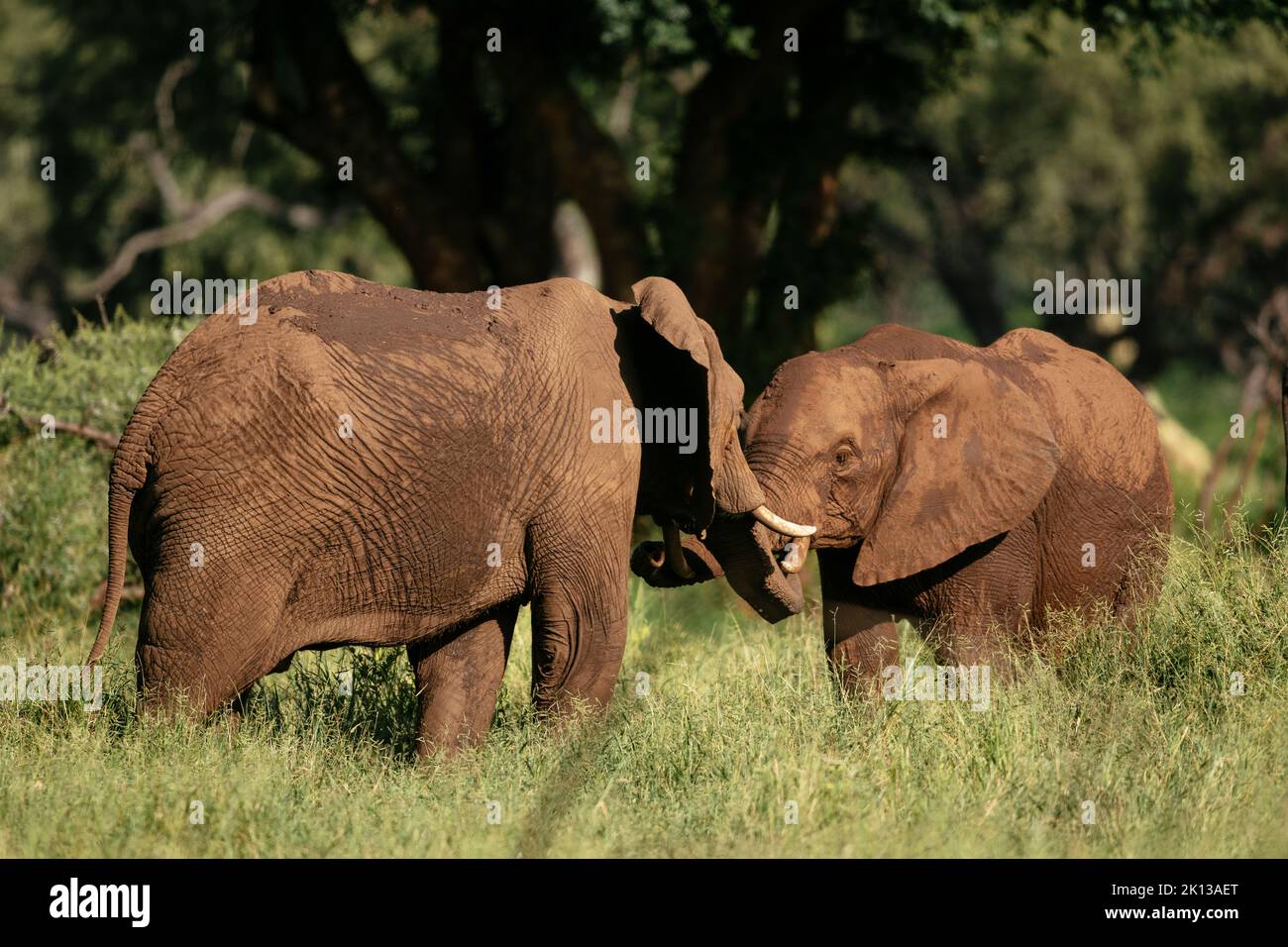 Éléphants d'Afrique, parc contractuel de Makuleke, parc national Kruger, Afrique du Sud, Afrique Banque D'Images
